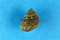 藏品(草蓆鐘螺)的圖片